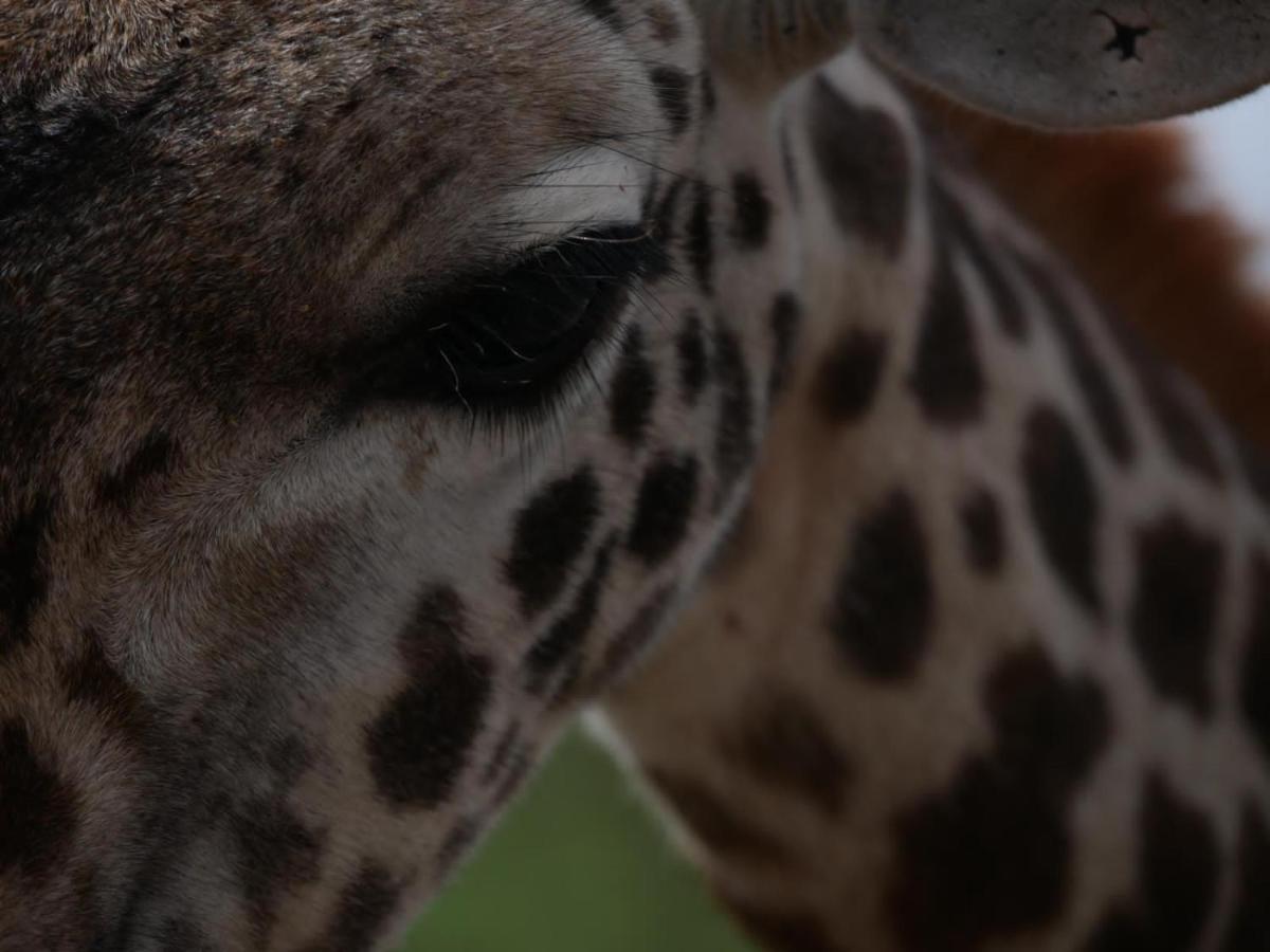 Oldonyo Orok Lodge Kajiado Esterno foto